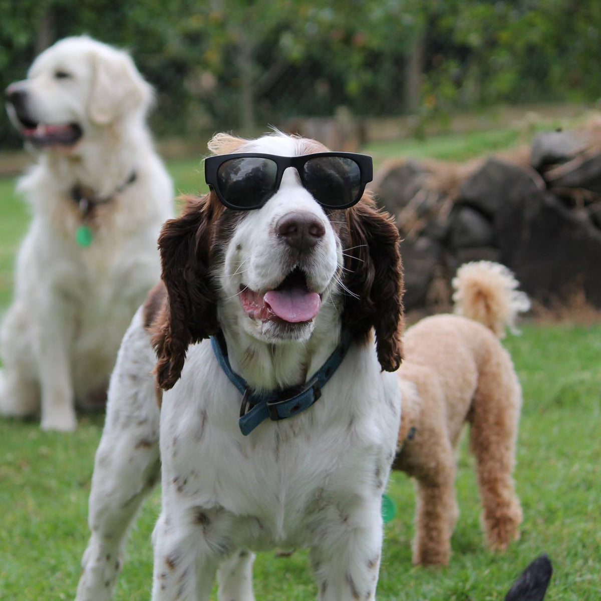 Pets Glasses